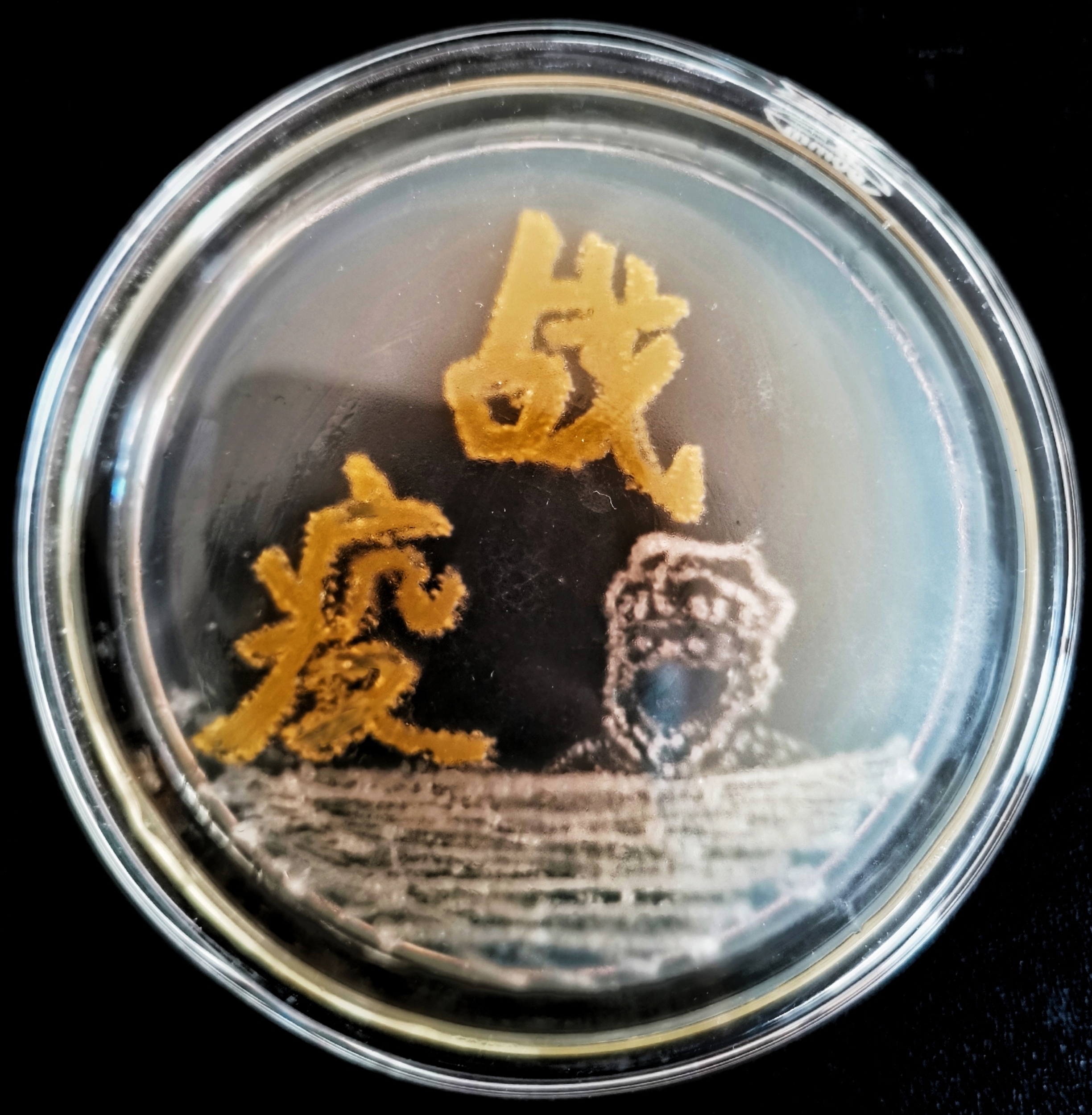 辽宁工程技术大学首届微生物艺术设计大赛暨2020年辽宁省大学生微生物